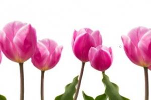 M37 Tulipes.jpg